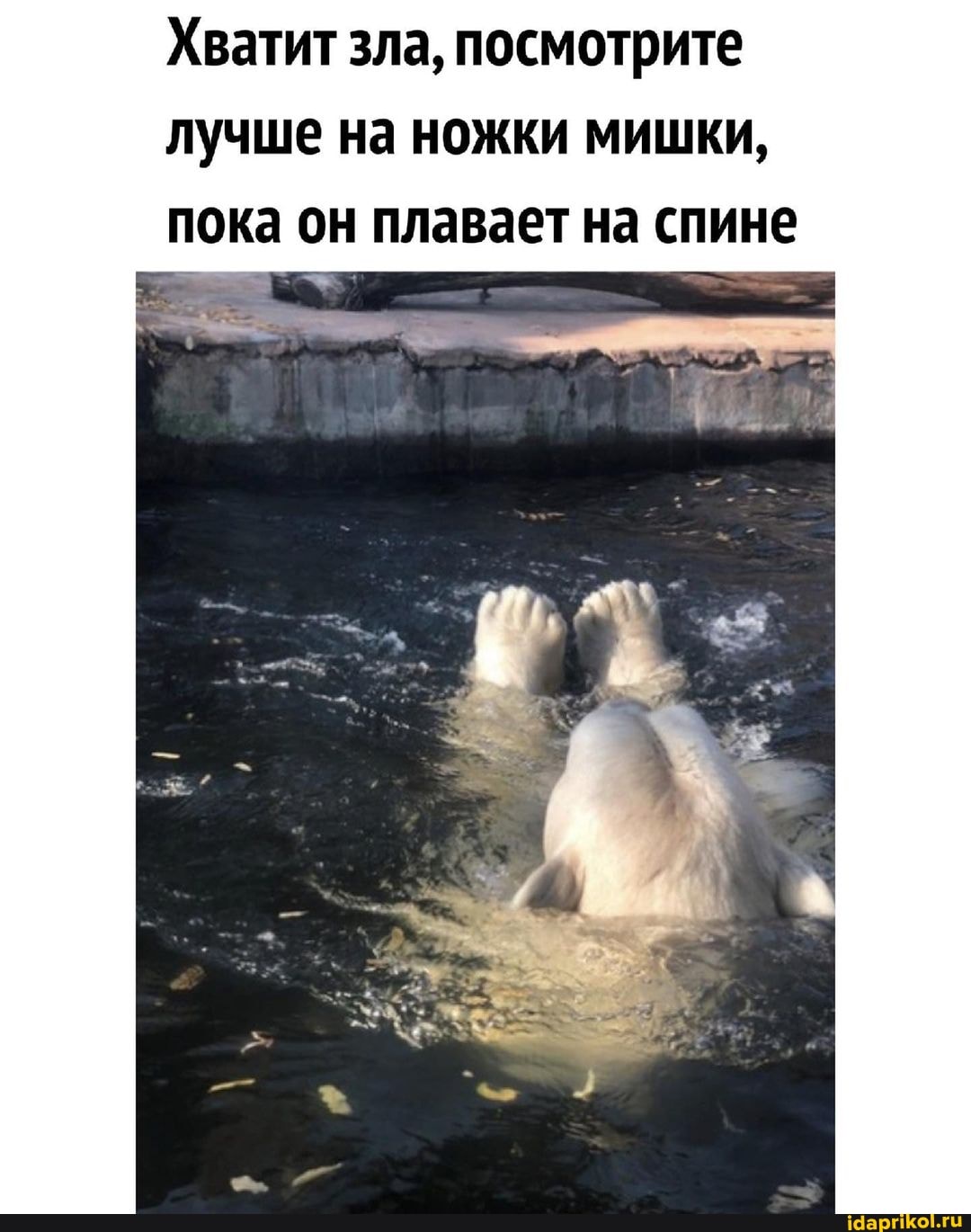 Хватит зла, посмотрите лучше на ножки мишки, пока он плавает на спине