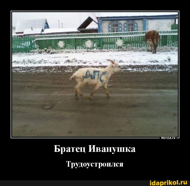 Братец Иванушка
Трудоустроился