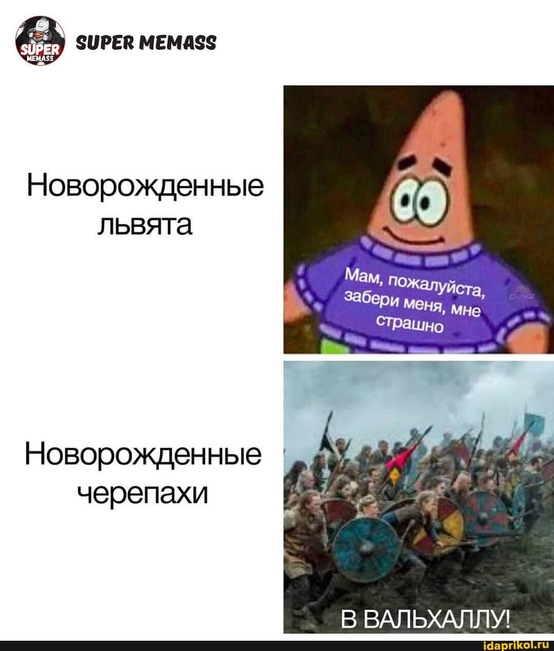 СИРЕВ мемасз
ЗОРЕВ
Новорожденные львята
Мам,
Забери
Страшно
Новорожденные
черепахи
В ВАЛЬХАЛЛУ!