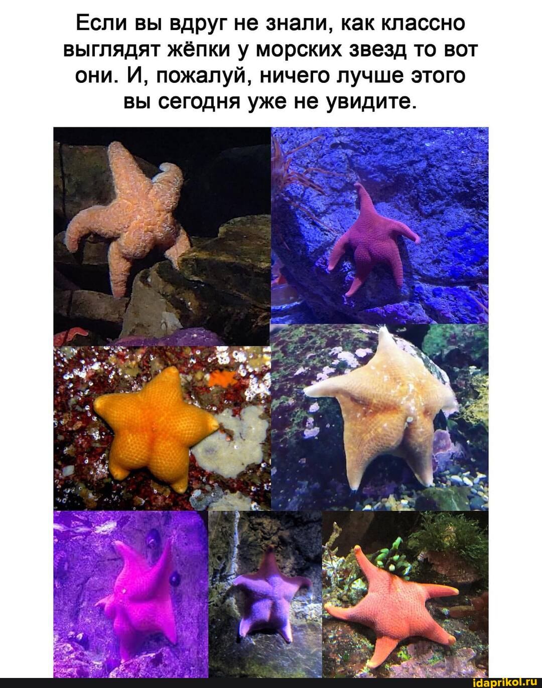 Если вы вдруг не знали, как классно выглядят жёпки у морских звезд то вот они. И, пожалуй, ничего лучше этого вы сегодня уже не увидите.