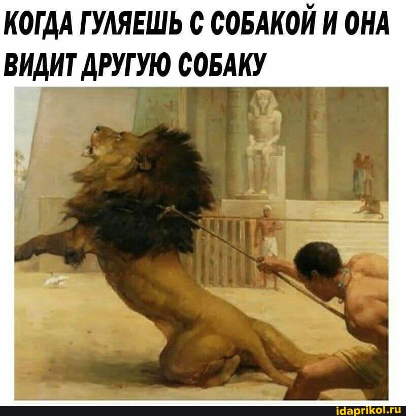 КОГДА ГУЛЯЕШЬ СОБАКОЙ И ОНА ВИДИТ ДРУГУЮ СОБАКУ