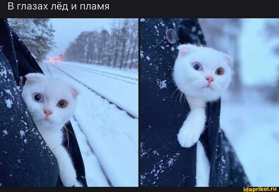 В глазах лёд и пламя