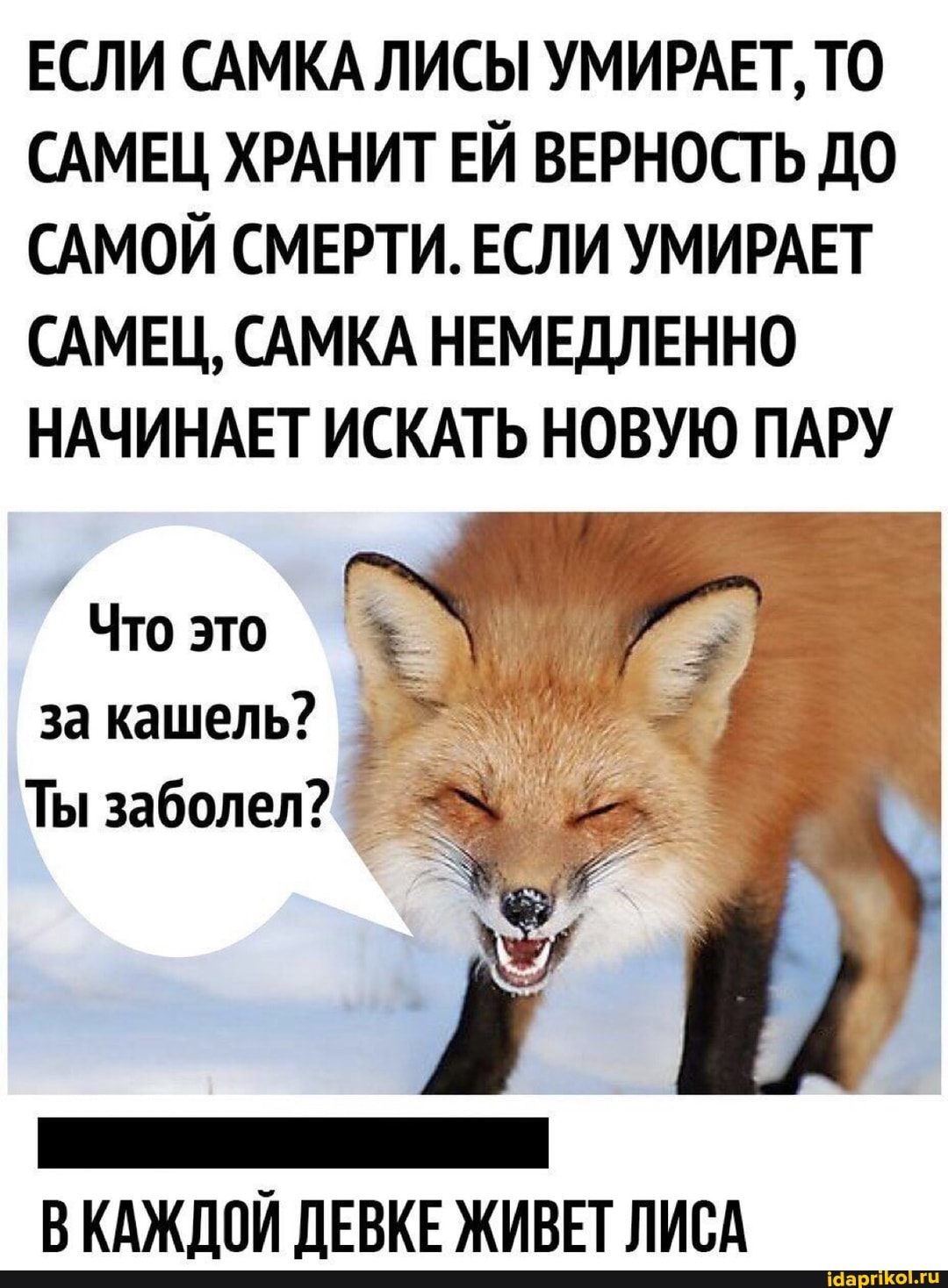 ЕСЛИ САМКА ЛИСЫ УМИРАЕТ, ТО САМЕЦ ХРАНИТ ЕЙ ВЕРНОСТЬ ДО САМОЙ СМЕРТИ. ЕСЛИ УМИРАЕТ САМЕЦ, САМКА НЕМЕДЛЕННО НАЧИНАЕТ ИСКАТЬ НОВУЮ ПАРУ
Что это за кашель?
Ты заболел?
КАЖДОЙ ДЕВКЕ ЖИВЕТ ЛИСА