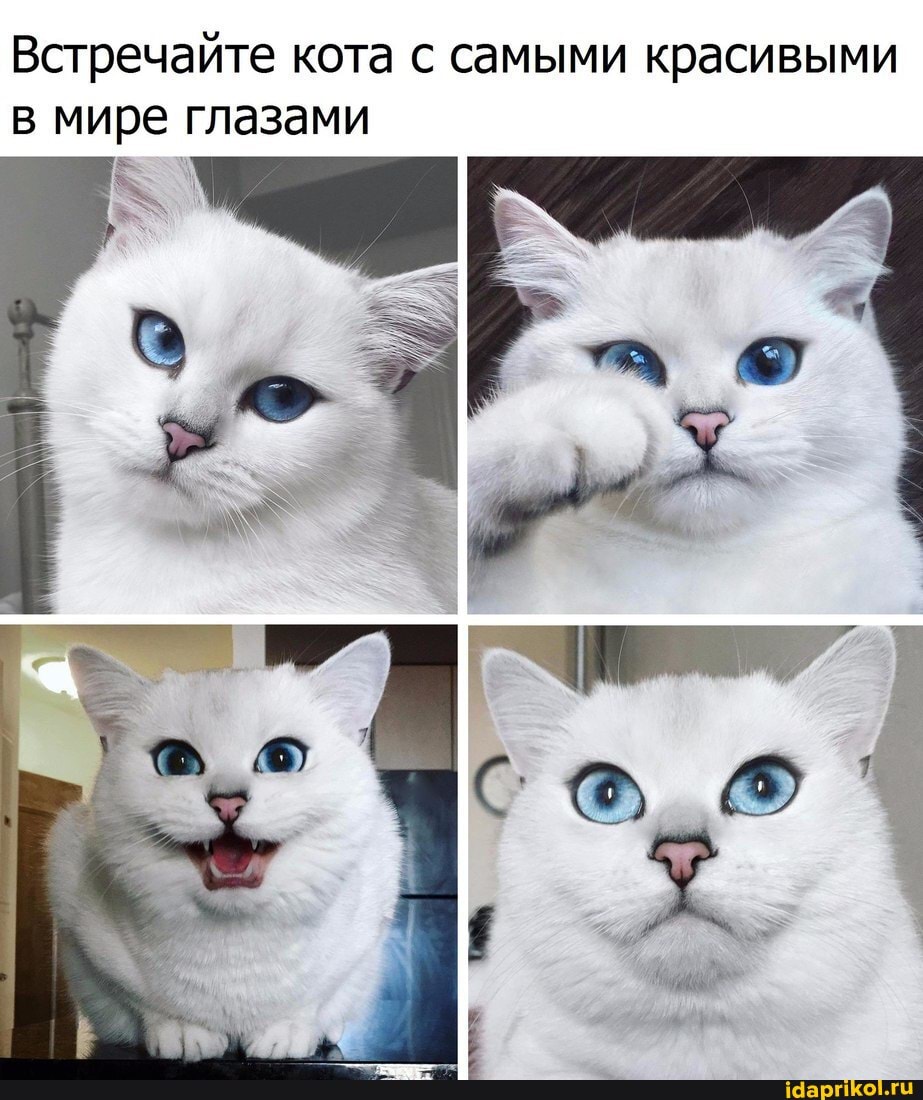 Встречайте кота с самыми красивыми мире глазами