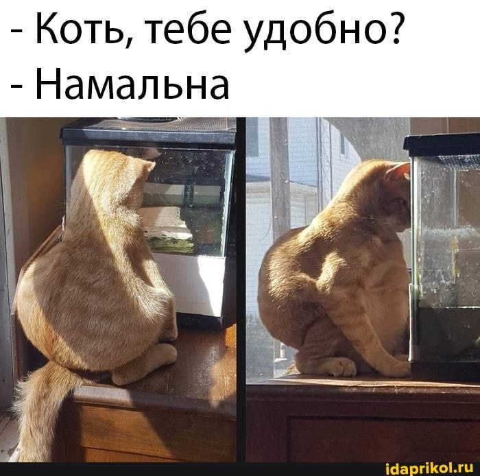 - Коть, тебе удобно?