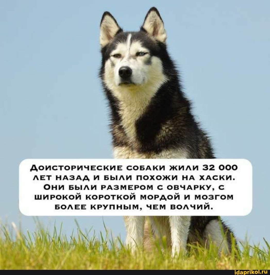 ДоисторИЧЕСКИЕ СОБАКИ ЖИЛИ 32
ЛЕТ НАЗАД И БЫЛИ ПОХОЖИ НА ХАСКИ.
ОНИ БЫЛИ РАЗМЕРОМ С ОВЧАРКУ, С ШИРОКОЙ КОРОТКОЙ МОРДОЙ И МОЗГОМ БОЛЕЕ КРУПНЫМ, ЧЕМ ВОЛЧИЙ.