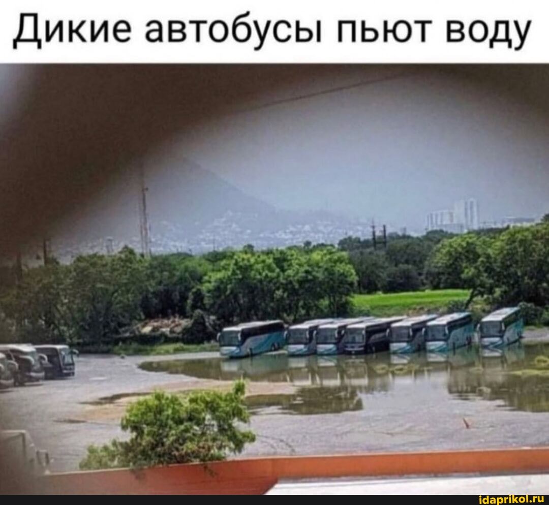 Дикие автобусы пьют воду