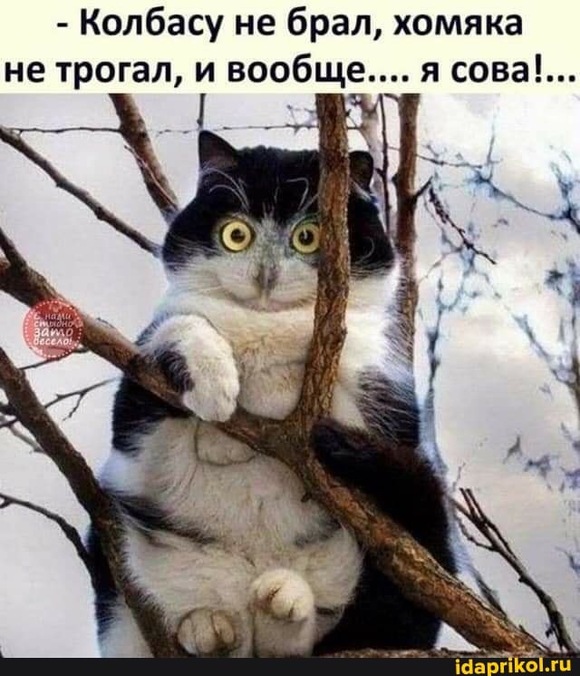 - Колбасу не брал, хомяка не трогал, и вообще.... я сова!...