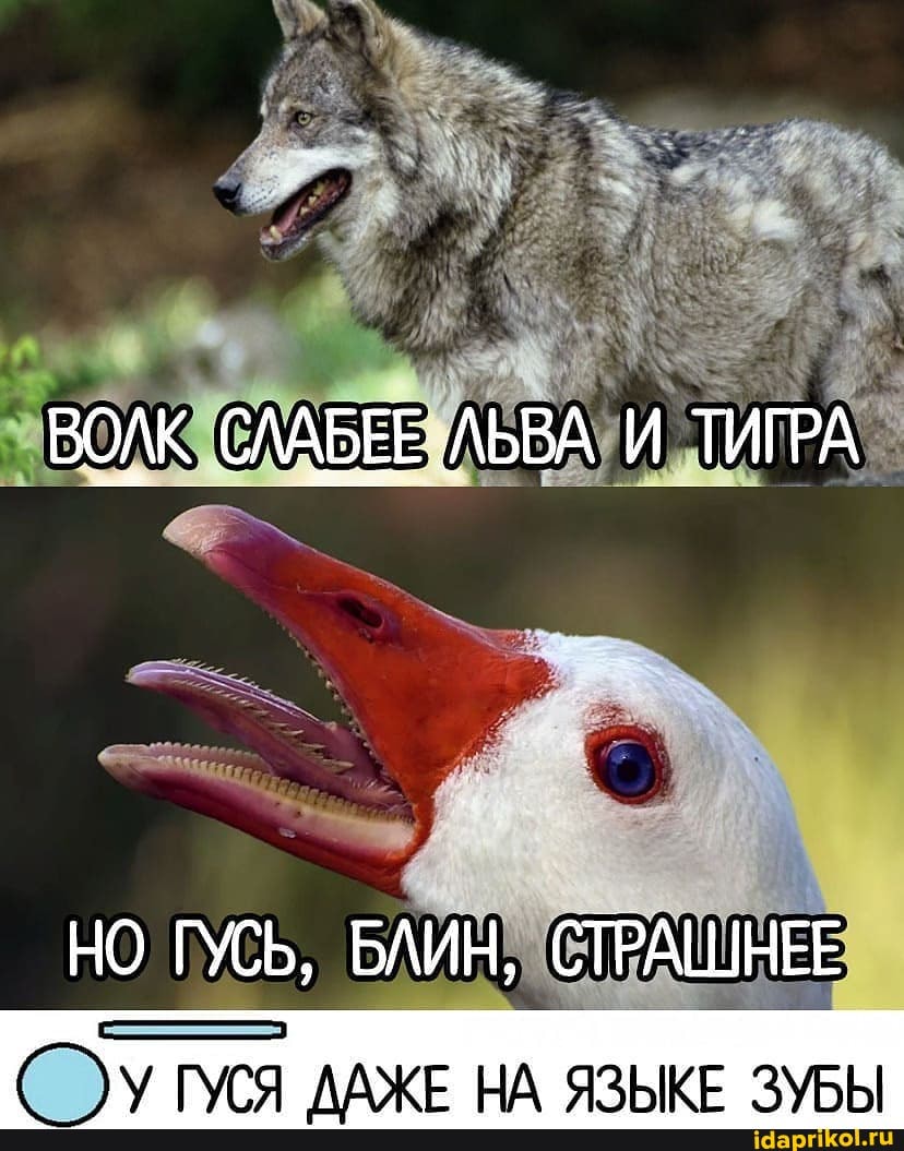 ВОЛК СЛАБЕЕ ЛЬВА И ТИГРА
НО ГУСЬ, БЛИН, СТРАШНЕЕ