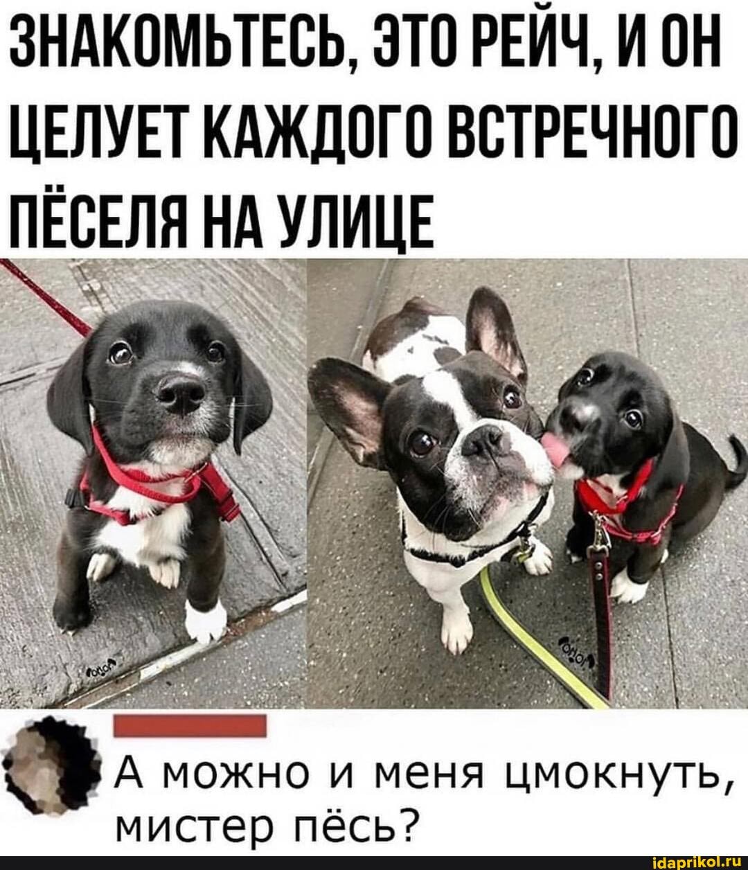 ЗНАКОМЬТЕСЬ, ЭТО РЕЙЧ, ИОН ЦЕЛУЕТ КАЖДОГО ВСТРЕЧНОГО ПЕСЕЛЯ НА УЛИЦЕ
можно и меня цмокнуть, мистер пёсь?