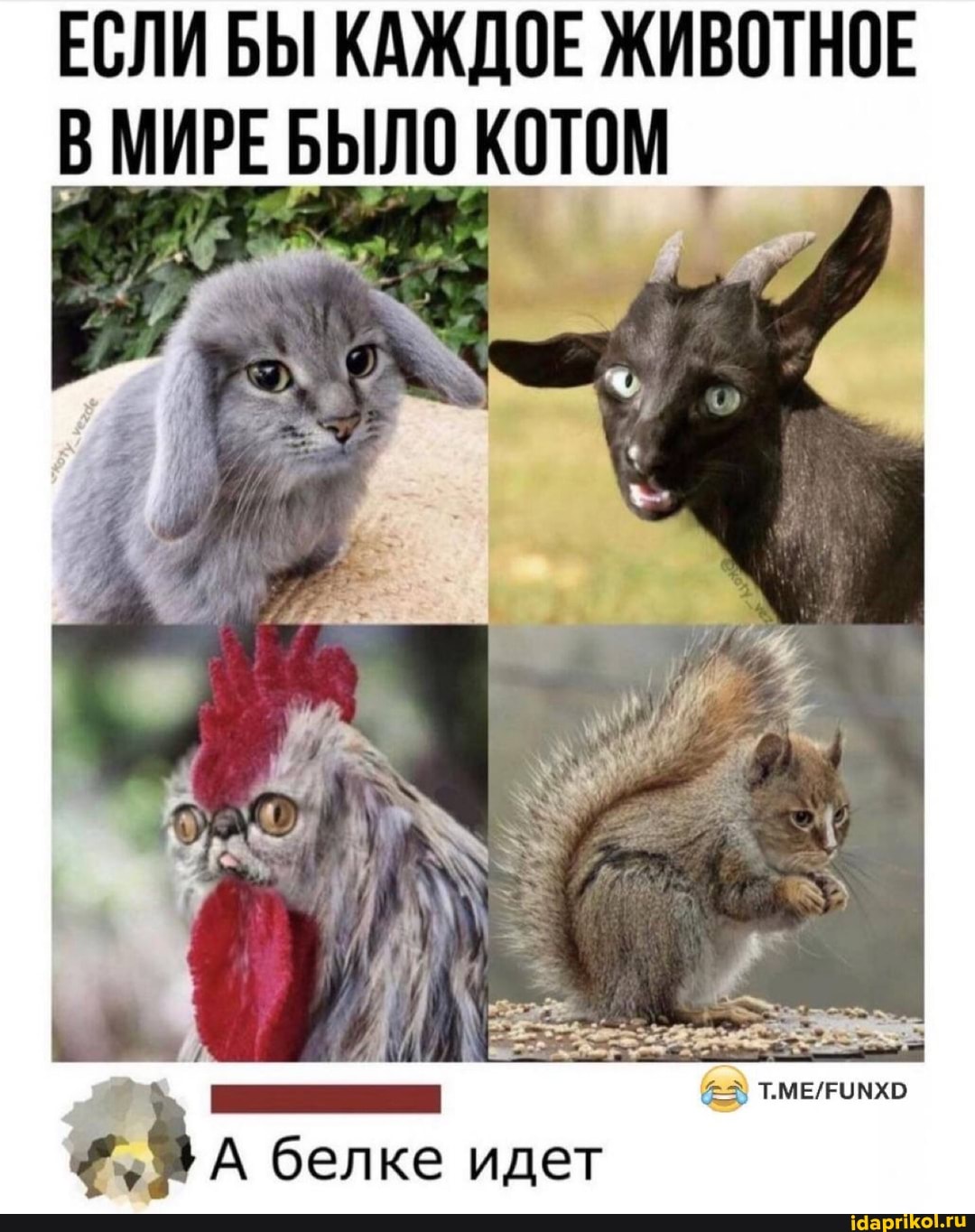 ЕСЛИ БЫ КАЖДОЕ ЖИВОТНОЕ МИРЕ БЫЛО КОТОМ
белке идет