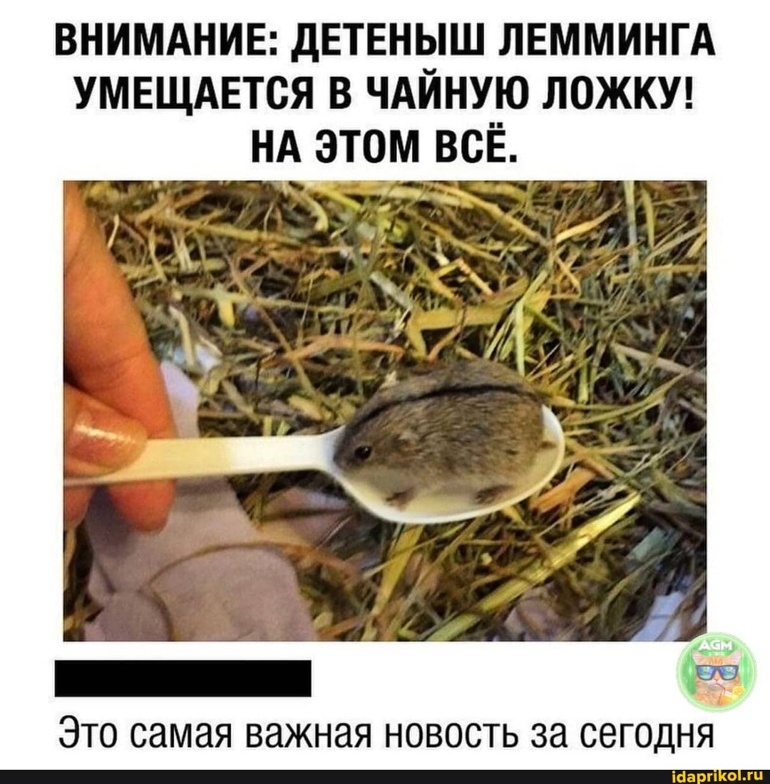 ВНИМАНИЕ: ДЕТЕНЫШ ЛЕММИНГА УМЕЩАЕТСЯ В ЧАЙНУЮ ЛОЖКУ!
НА ЭТОМ ВСЁ.
Это самая важная новость за сегодня
