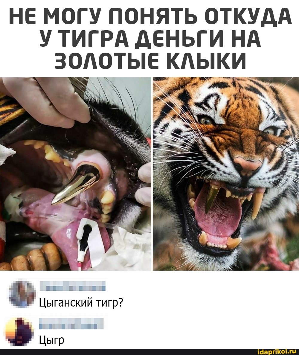 НЕ МОГУ ПОНЯТЬ ОТКУДА ТИГРА ДЕНЬГИ НА ЗОЛОТЫЕ КЛЫКИ.
Цыганский тигр?
Цыгр