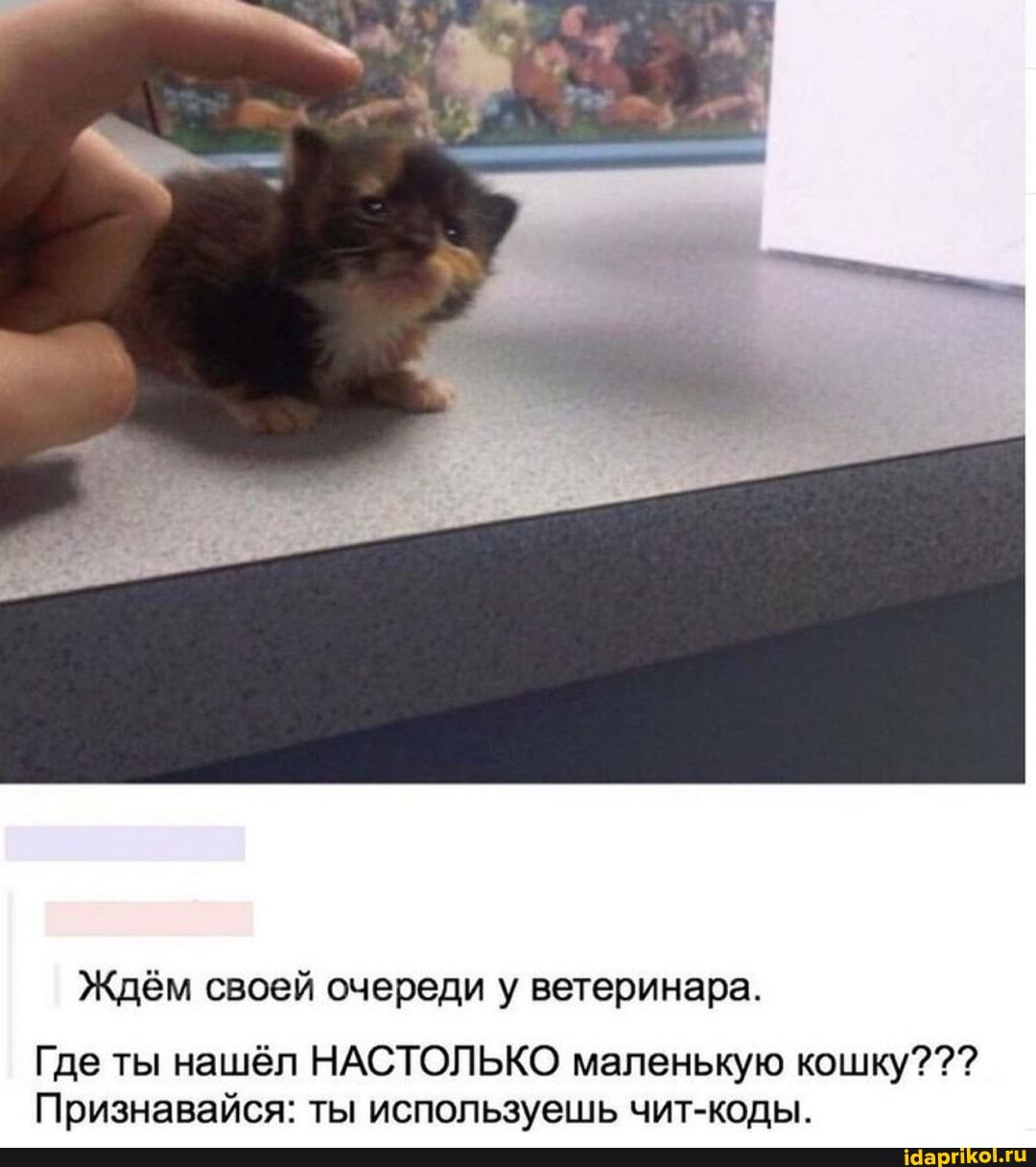 Ждём своей очереди у ветеринара.
Где ты нашёл НАСТОЛЬКО маленькую кошку???
Признавайся: ты используешь чит-коды.