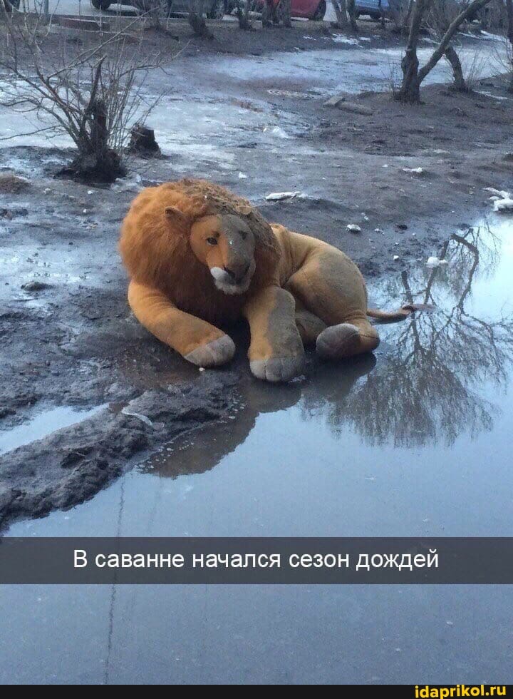 За
В саванне начался сезон дождей