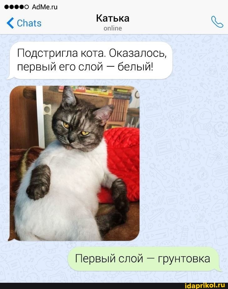 АЧМе.ги
< Сна Катька
оппе
Подстригла кота. Оказалось, первый его слой - белый!
Первый слой - грунтовка