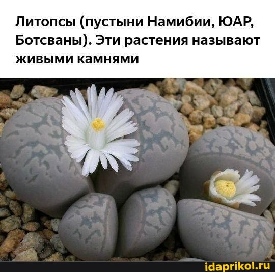 Литопсы (пустыни Намибии, ЮАР,
Ботсваны). Эти растения называют живыми камнями