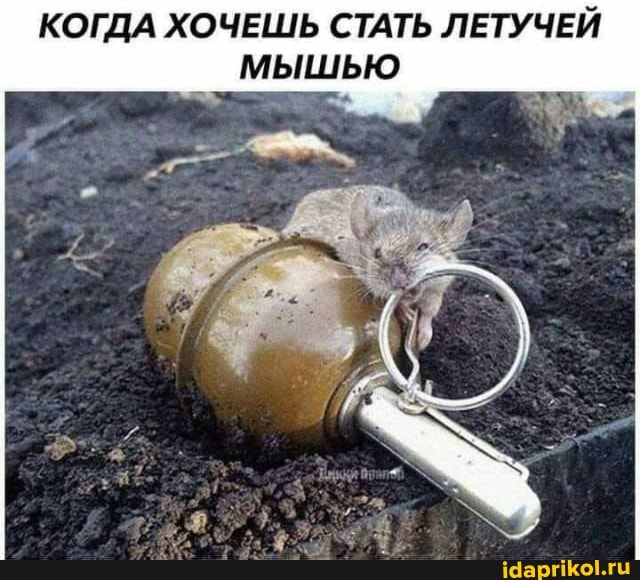 КОГДА ХОЧЕШЬ СТАТЬ ЛЕТУЧЕЙ МЫШЬЮ
