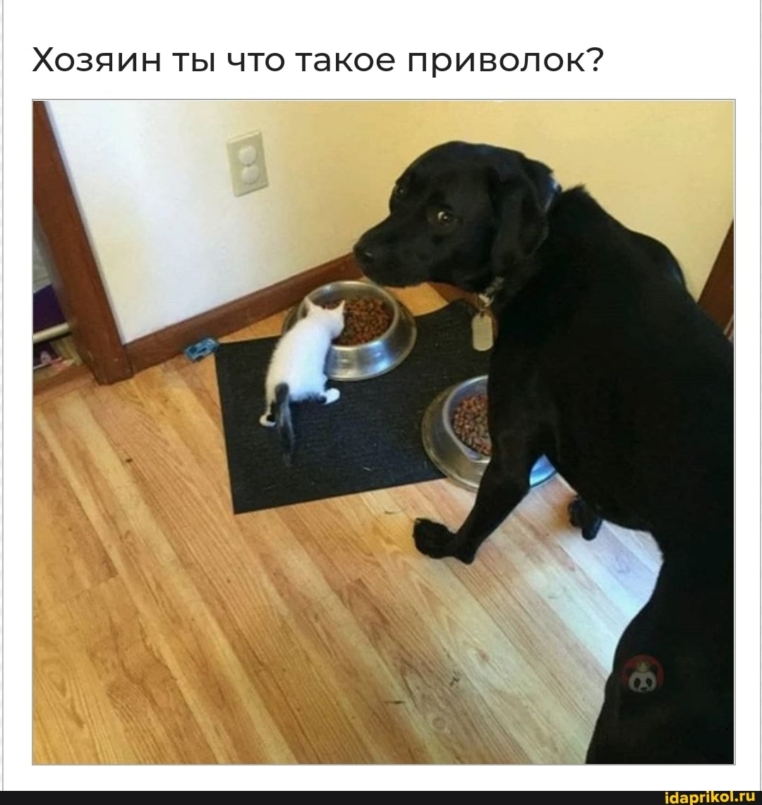 Хозяин ты что такое приволок?