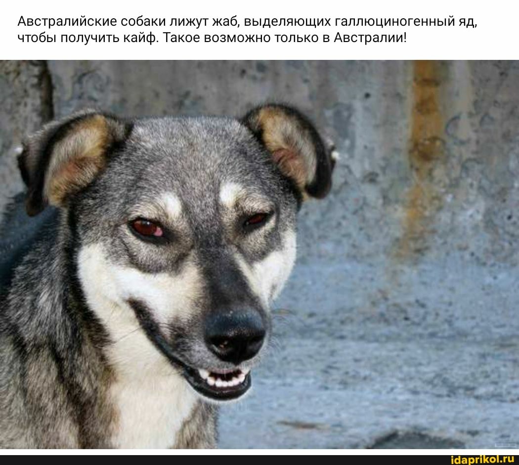 Австралийские собаки лижут жаб, выделяющих галлюциногенный яд, чтобы получить кайф. Такое возможно только в Австралии!
