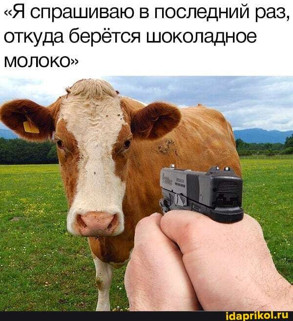 "Я спрашиваю в последний раз,
откуда берётся шоколадное
молоко"