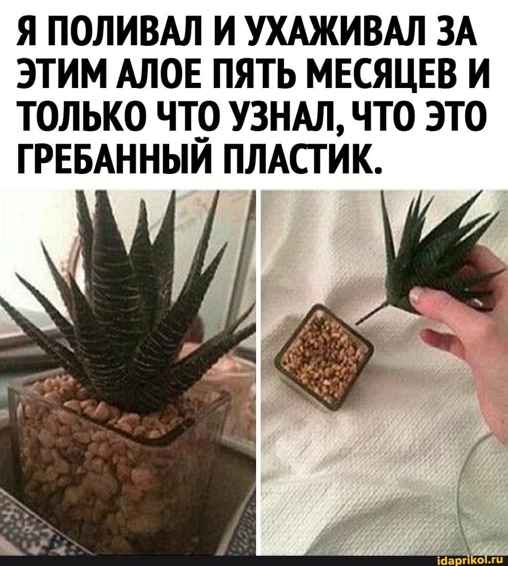 Я ПОЛИВАЛ И УХАЖИВАЛ ЗА ЭТИМ АЛОЕ ПЯТЬ МЕСЯЦЕВ И ТОЛЬКО ЧТО УЗНАЛ, ЧТО ЭТО ГРЕБАННЫЙ ПЛАСТИК.