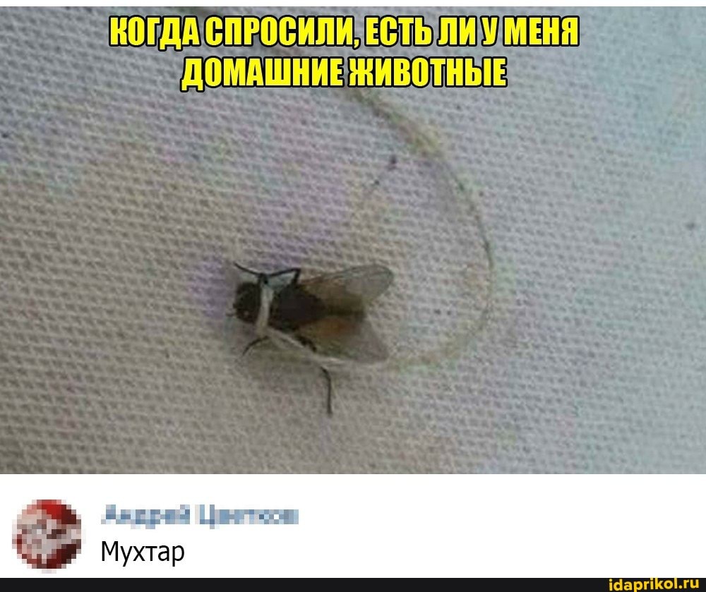 КОГДА ССПРОСИЛИЕСТЬЛИУ МЕНЯ
ДОМАШНИЕЖИВОТНЫЕ
Веера Цнети