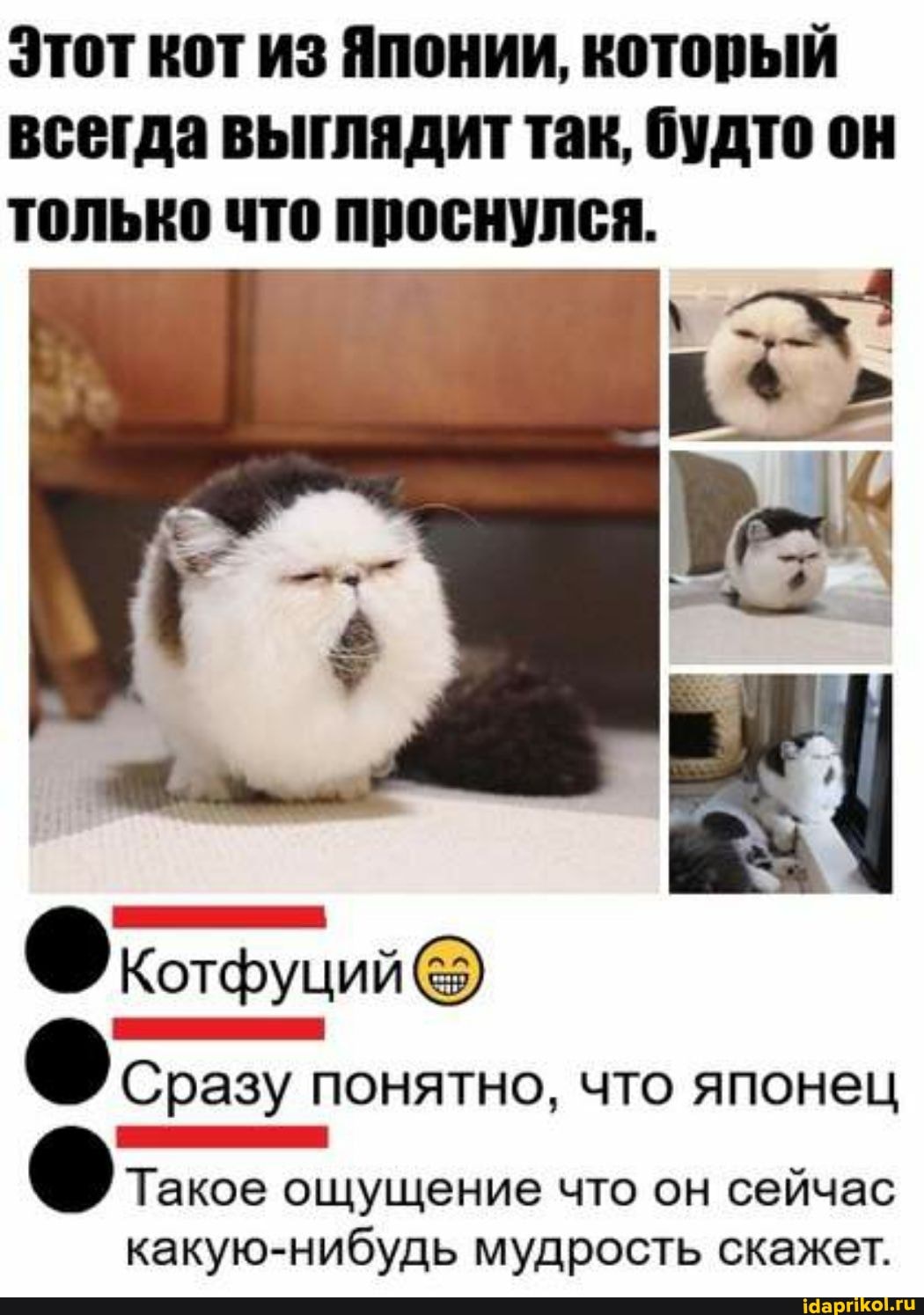 Этот кот из Японии, который всегда выглядит так, будто он только что проснулся.
Котфуций
Сразу понятно, что японец
Такое ощущение что он сейчас какую-нибудь мудрость скажет.