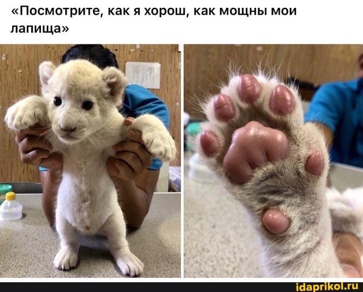 "Посмотрите, как я хорош, как мощны мои лапища"