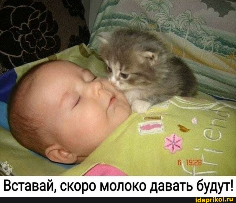 Вставай, скоро молоко давать будут!