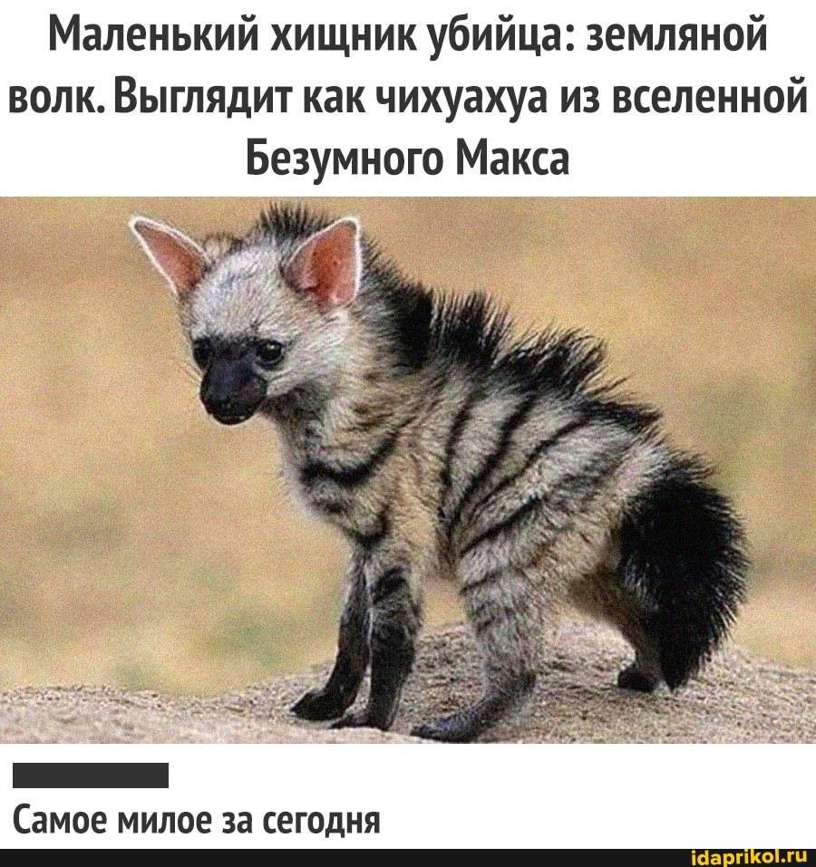 Маленький хищник убийца: земляной волк. Выглядит как чихуахуа из вселенной
Безумного Макса
Самое милое за сегодня