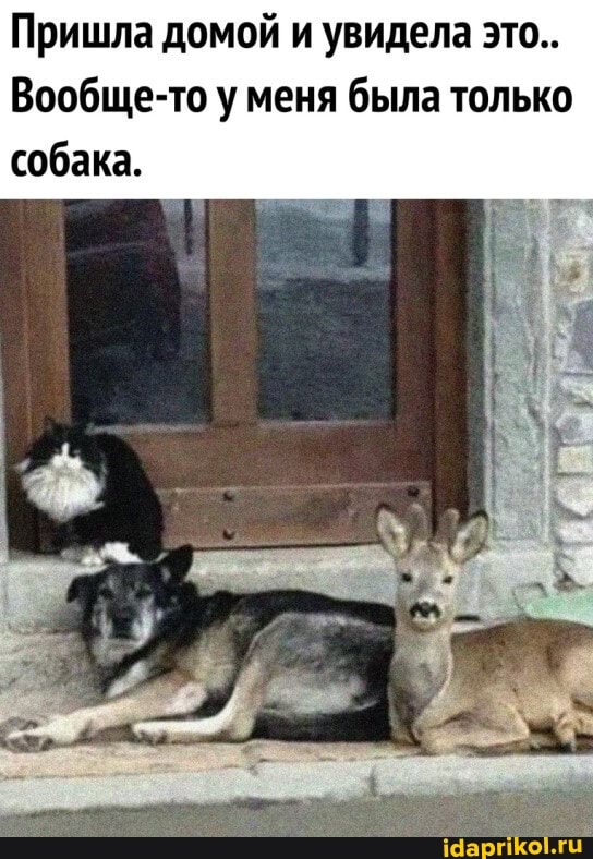 Пришла домой и увидела это..
Вообще-то у меня была только собака.