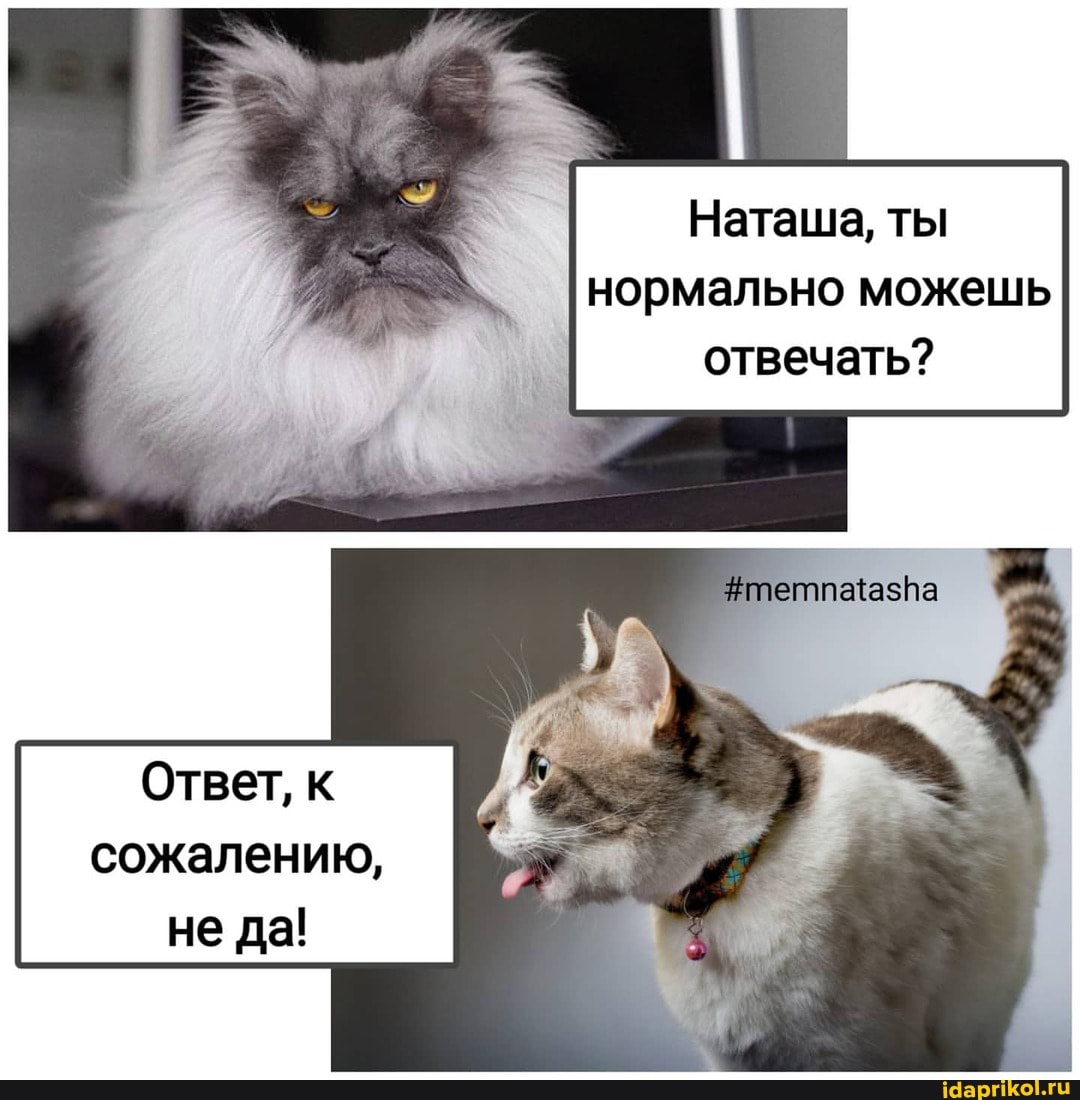 Наташа, ты
нормально можешь отвечать?
Ответ, к сожалению, не да!