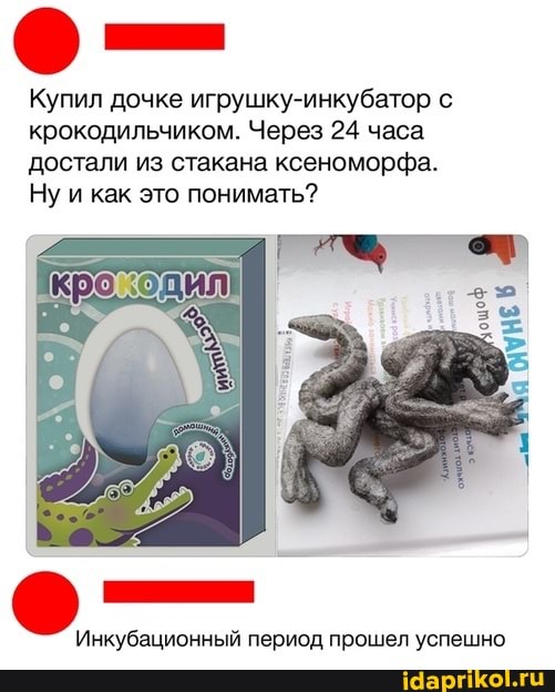 Купил дочке игрушку-инкубатор с крокодильчиком. Через 24 часа достали из стакана ксеноморфа.
Ну и как это понимать?
Инкубационный период прошел успешно