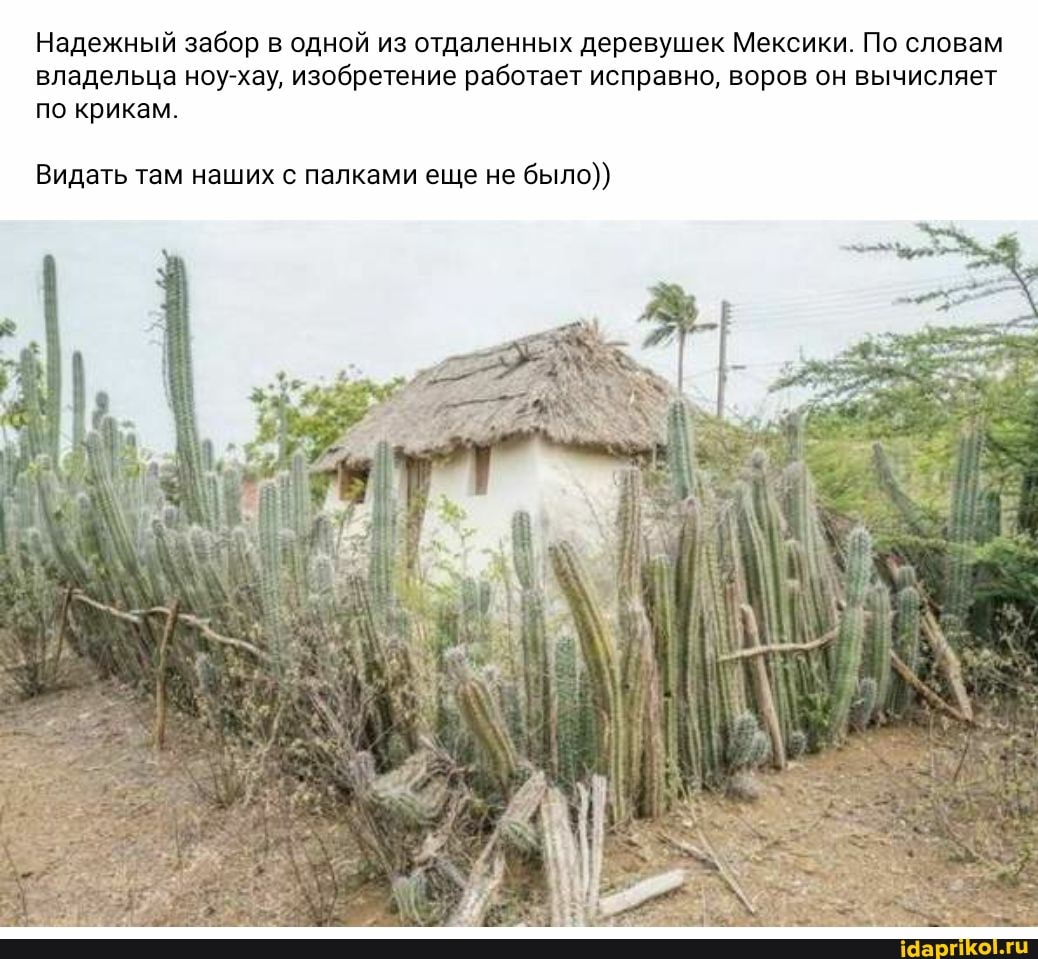 Надежный забор в одной из отдаленных деревушек Мексики. По словам владельца ноу-хау, изобретение работает исправно, воров он вычисляет по крикам.
Видать там наших с палками еще не было))