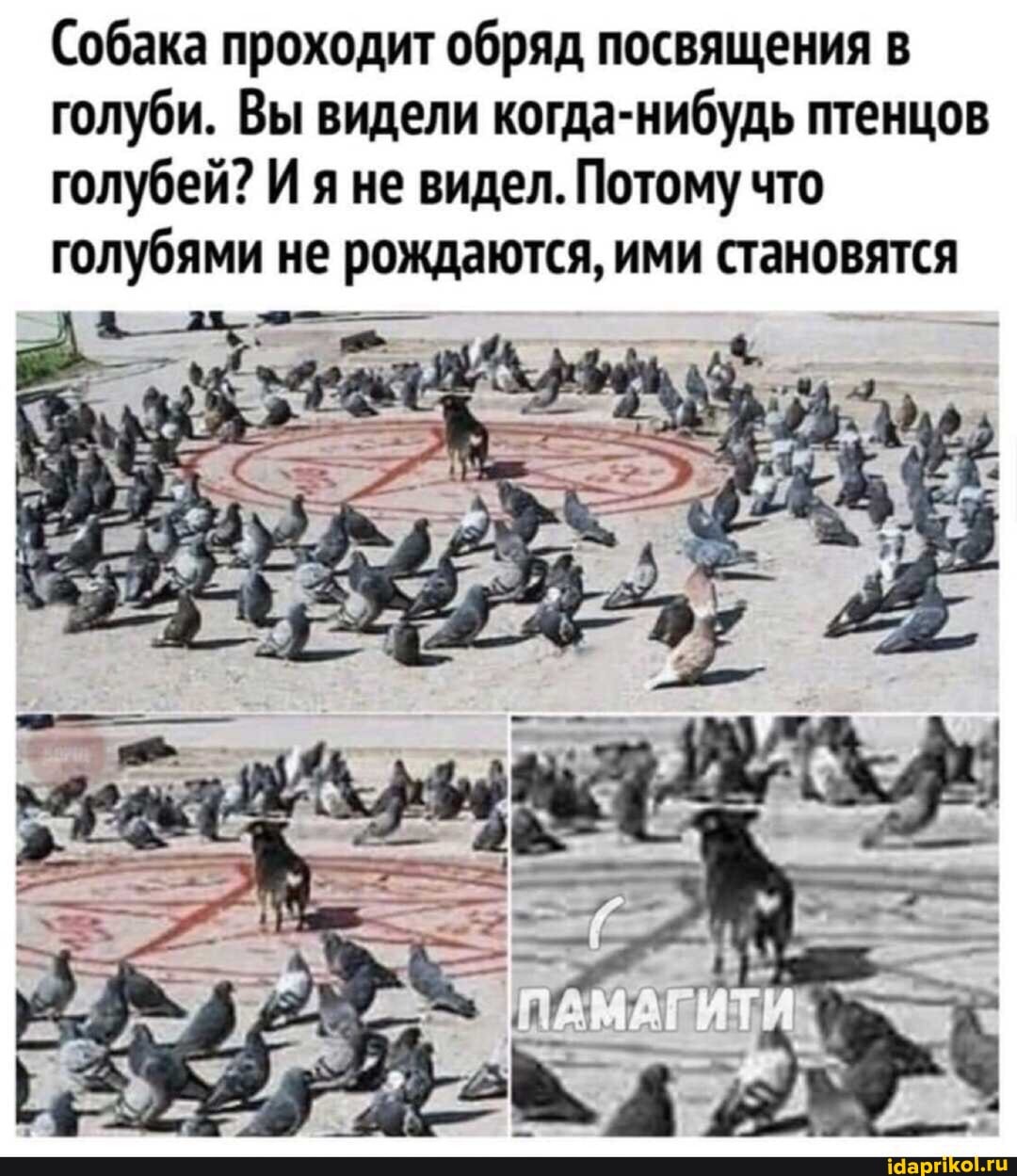Собака проходит обряд посвящения в голуби. Вы видели когда-нибудь птенцов голубей? И яне видел. Потому что голубями не рождаются, ими становятся
