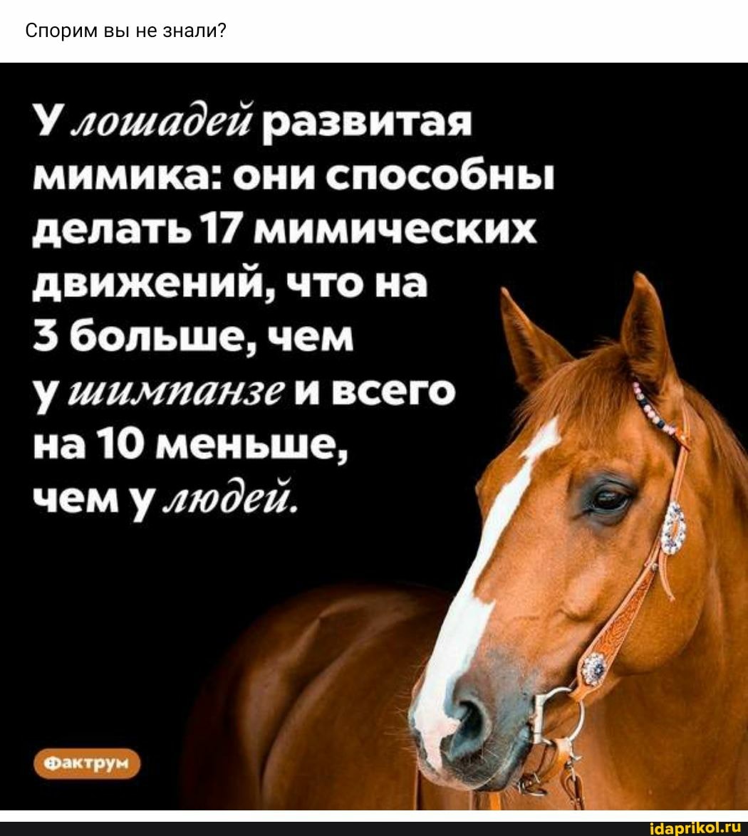 Спорим вы не знали?
У .лошадей развитая мимика: они способны делать 17 мимических движении, что на
больше, чем и всего
на 10 меньше, чем у.