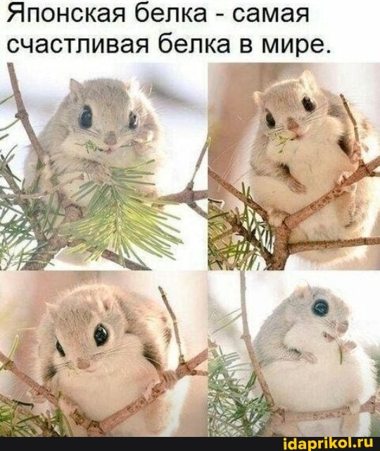 Японская белка - самая счастливая белка в мире.