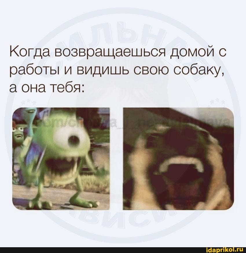 Когда возвращаешься домой с работы и видишь свою собаку, а она тебя: