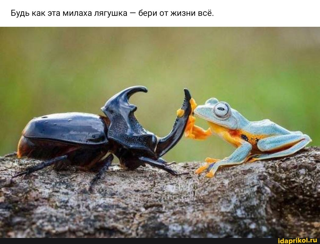 Будь как эта милаха лягушка - бери от жизни всё.