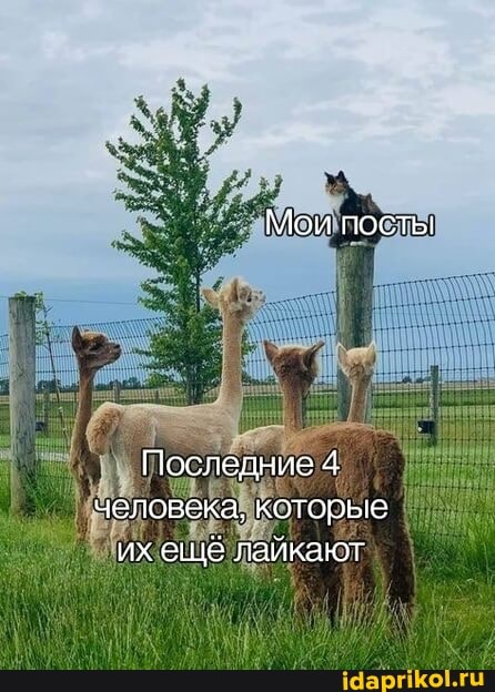 Мои посты
Последние 4 человека, которые их лайкают