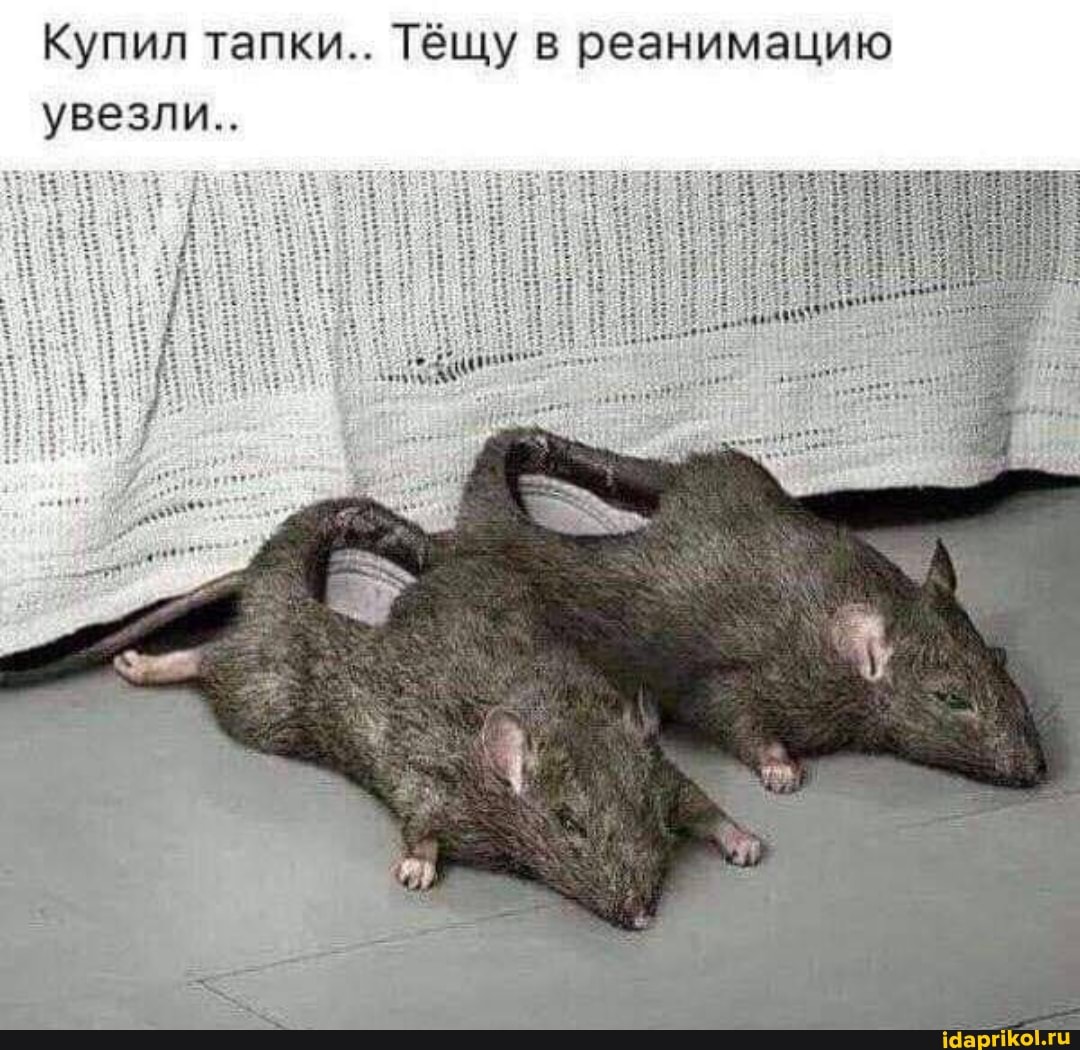 Купил тапки... Тёщу в реанимацию увезли..