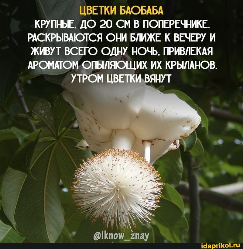 ЦВЕТКИ БАОБАБА КРУПНЫЕ, ДО 20 СМ В ПОПЕРЕЧНИКЕ.
РАСКРЫВАЮТСЯ ОНИ БЛИЖЕ К ВЕЧЕРУ И ЖИВУТ ВСЕГО ОДНУ НОЧЬ. ПРИВЛЕКАЯ АРОМАТОМ. ОПЬЫЛЯЮЩИХ ИХ КРЫЛАНОВ.
УТРОМ ЦВЕТКИ, В