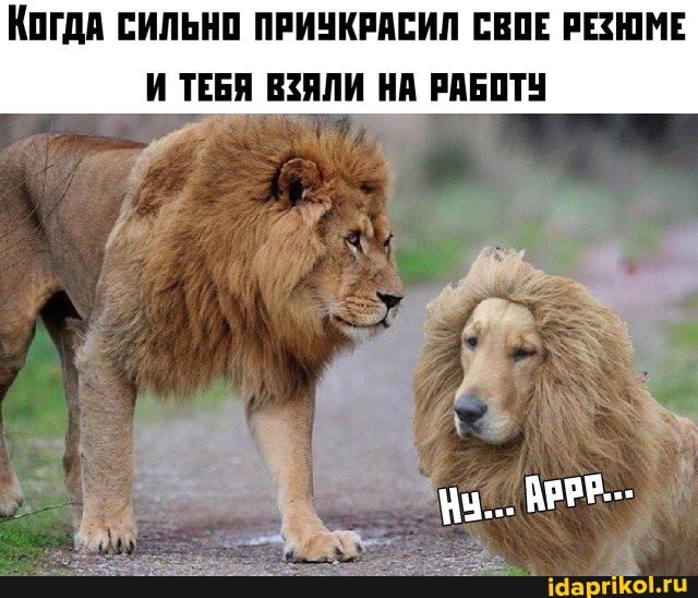 КОГДА СИЛЬНО ПРИУКРАСИЛ СВОЕ РЕЗЮМЕ И ТЕБЯ ВЗЯЛИ НА РАБОТУ