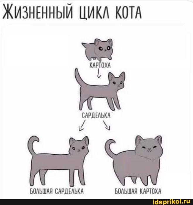 ЖИЗНЕННЫЙ ЦИКЛ КОТА
КАРТОХА
САРДЕЛЬКА и \
БОЛЬШАЯ САРДЕЛЬКА БОЛЬШАЯ КАРТОХА