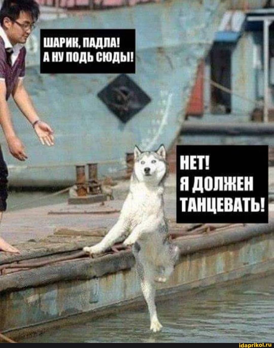 ШАРИк, ПАДЛА!
ДОЛЖЕН I
ТАНЦЕВАТЬ!