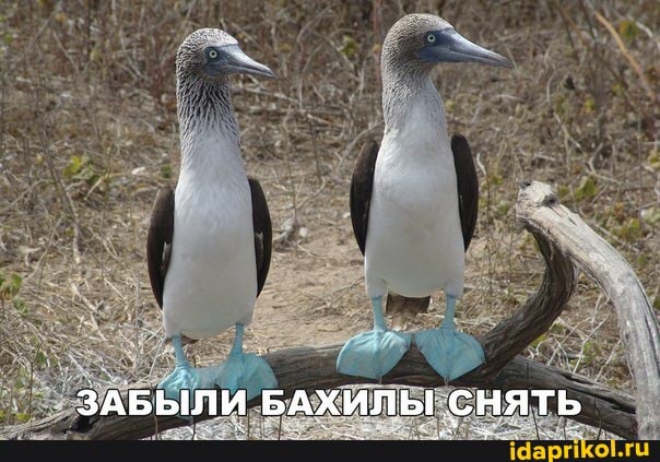 ЗАБЫЛИ БАХИЛЫ СНЯТЬ