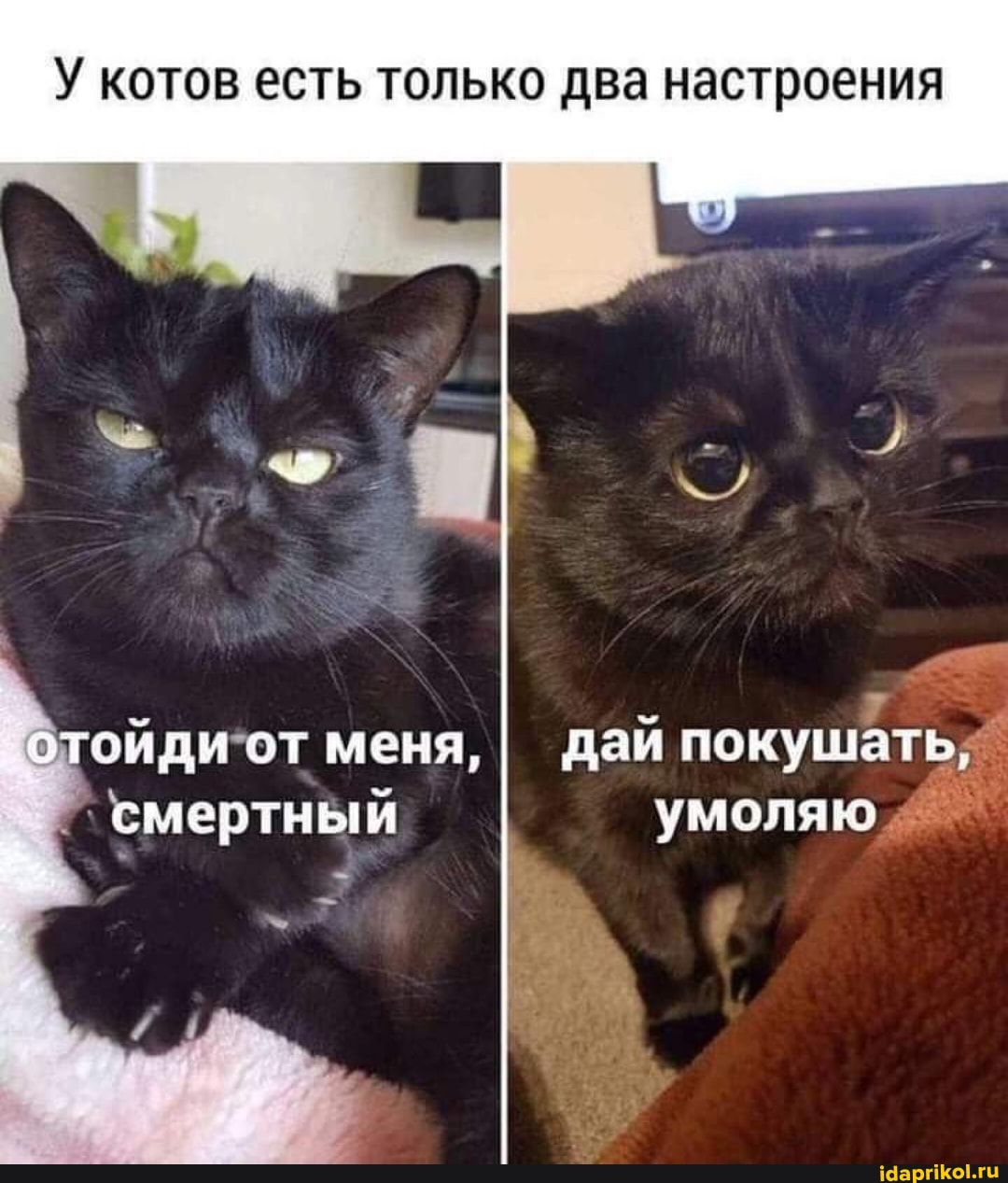 У котов есть только два настроения
'отойди от меня, I дай покушать; умоляю смертный
