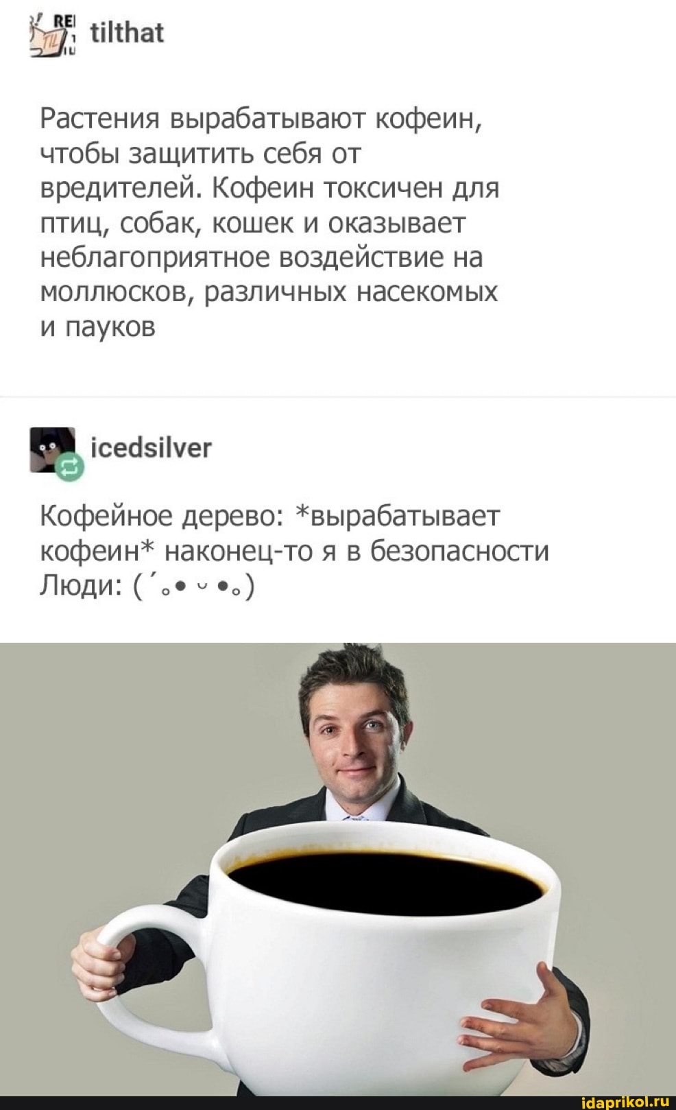 Ира:
Растения вырабатывают кофеин, чтобы защитить себя от вредителей. Кофеин токсичен для птиц, собак, кошек и оказывает неблагоприятное воздействие на моллюсков, различных насекомых и пауков
Кофейное дерево: *вырабатывает кофеин* наконец-то я в безопасности
ЛюдИ: ч+.)