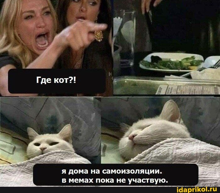 Где кот?!
я дома на самоизоляции.
в мемах пока не участвую,